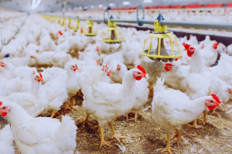 New poultry feed ingredient launched as an alternative to fishmeal