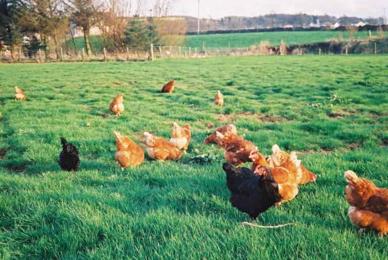 Netherlands begins pilot vaccination project against avian influenza