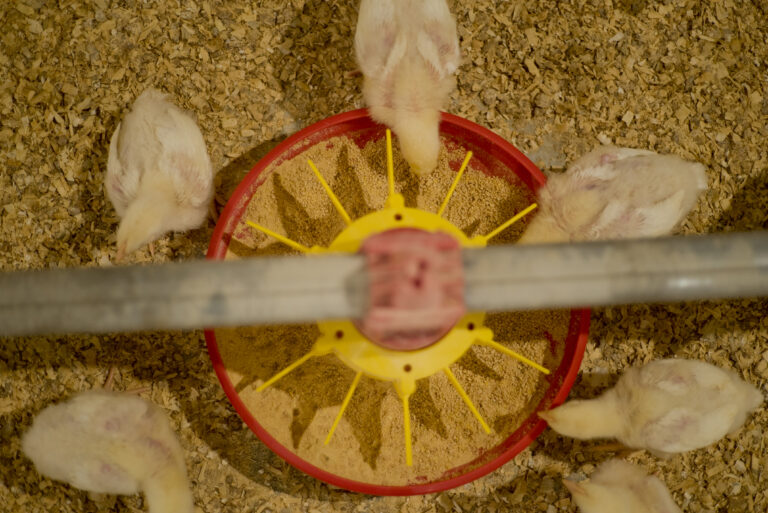 Broiler nutrition: the day zero effect