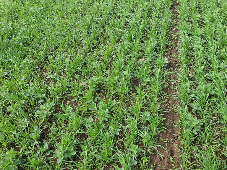 Analysis: On the pulse with reducing soya