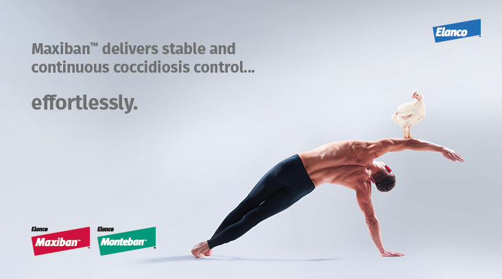 Maxiban™ delivers stable and continuous coccidiosis control effortlessly