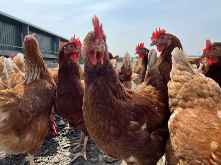 Research demonstrates benefit of probiotic on keel bone health and eggshell quality