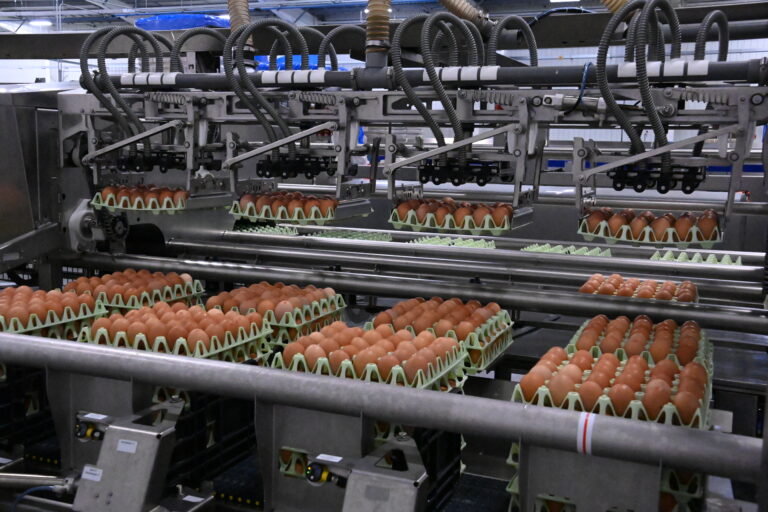 Chippindale Foods to offer Avian Influenza help