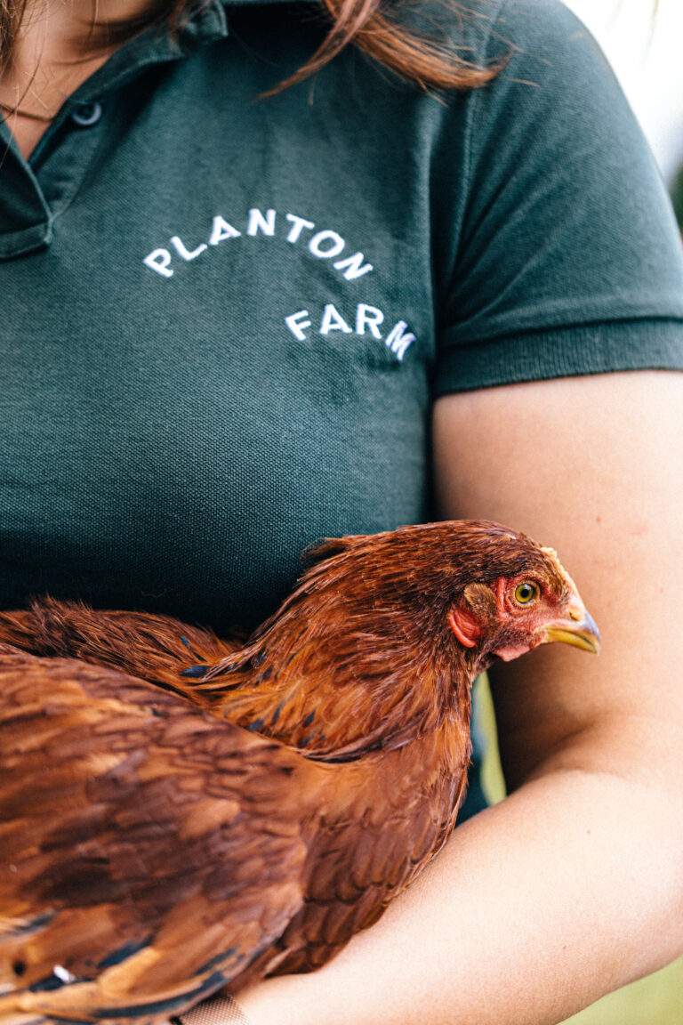 The pioneering project to bring regenerative, dual-purpose poultry to the UK