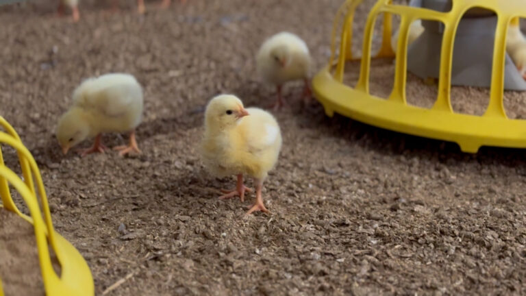 Avara Foods completes switch to 30kg stocking density