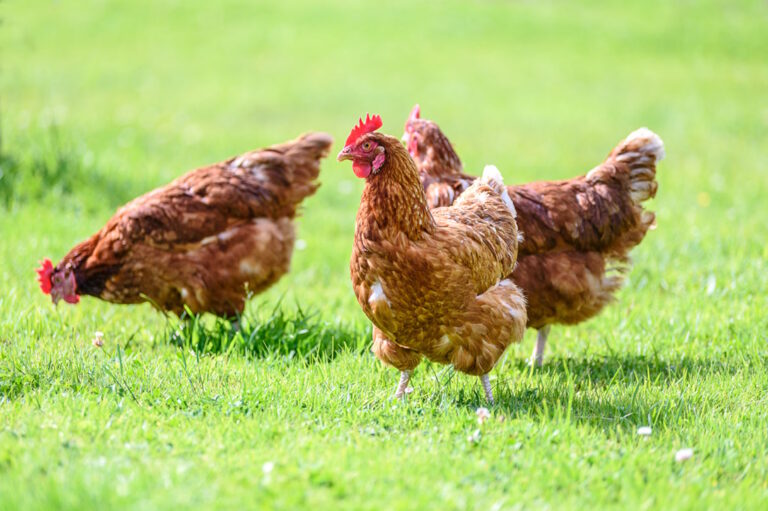 New disinfectant offers breakthrough in coccidiosis control