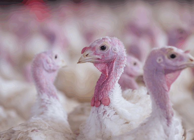 Why probiotics deserve a place in turkey diets