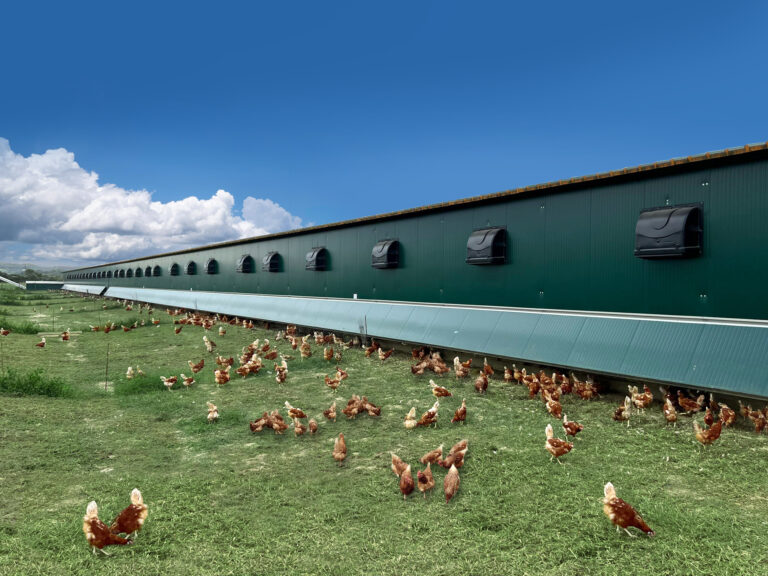 Facco to host first free-range farm open day