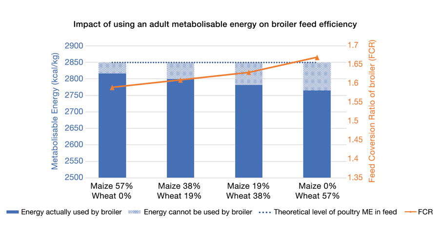 Graph 2. Impact of unused energy by broilers on the feed conversion ratio.