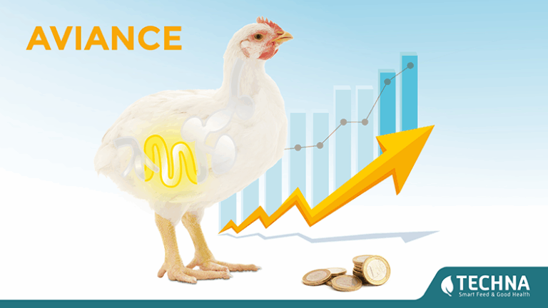 Precision Nutrition: A global approach to reducing broiler feed cost. A white chicken with a semi-transparent body showing its digestive system stands in front of a bar graph with blue bars and a yellow upward arrow. Coins are stacked near its feet, and the background fades from light blue to white