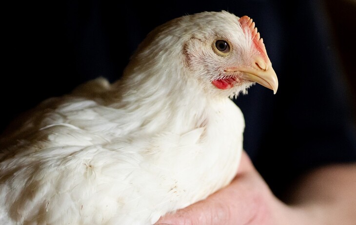 Waitrose completes transition to Better Chicken Commitment