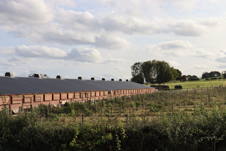 Four areas of biosecurity to consider when building or adapting poultry houses