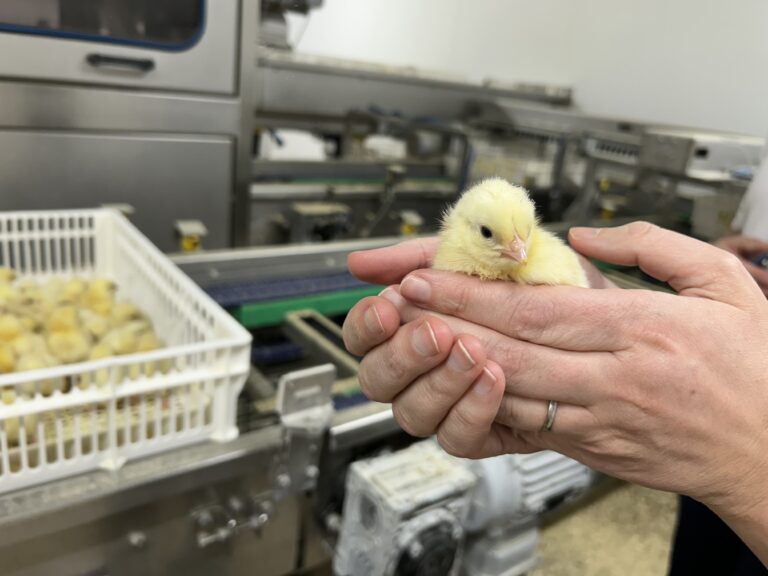 Inside Annyalla Chicks