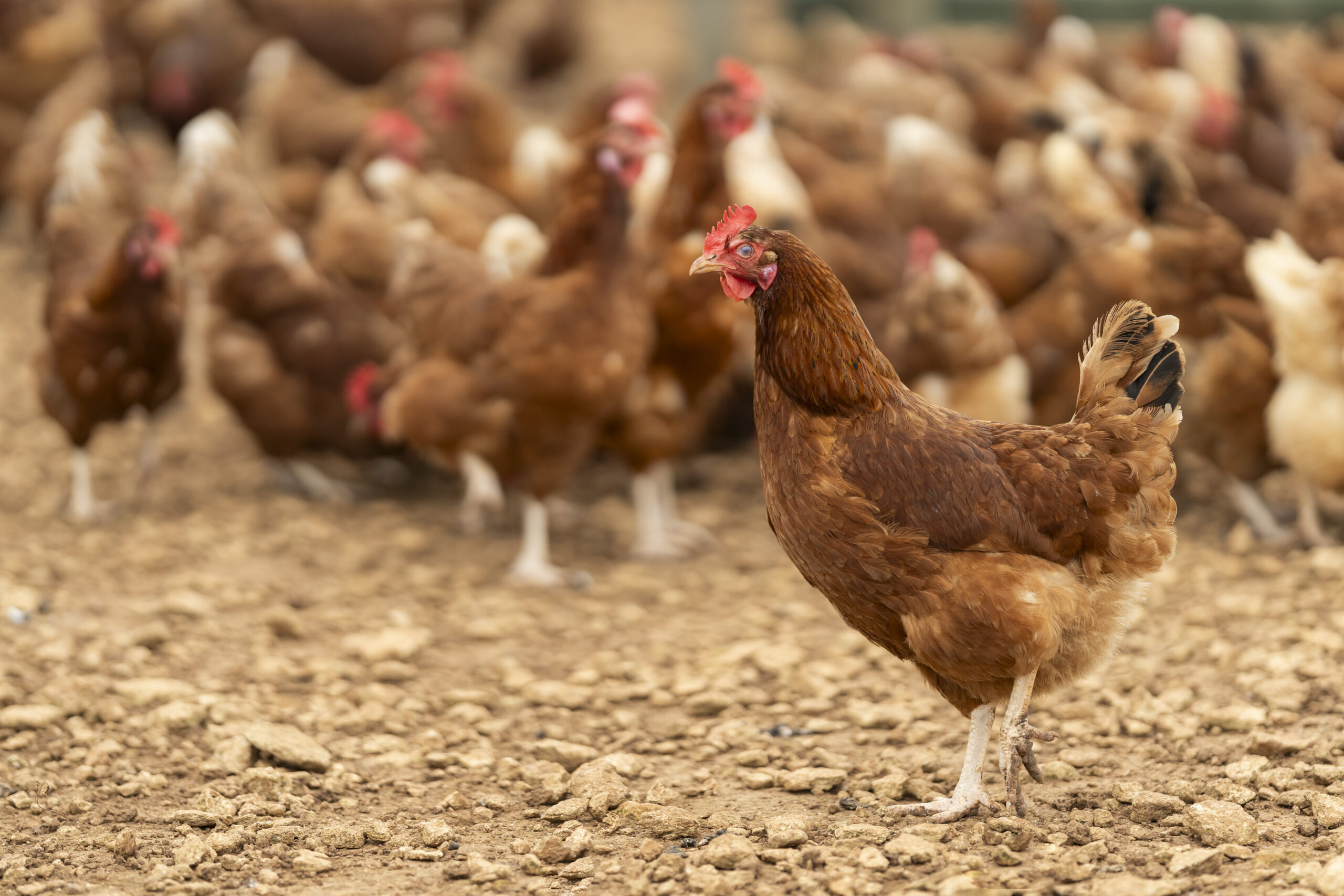 Curated visual reference: Picture Idea: Free Range Egg Producers Urged To Invest In Disease Mitigation