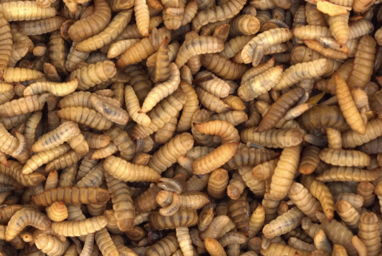 Scattered insects ‘boost broiler welfare’