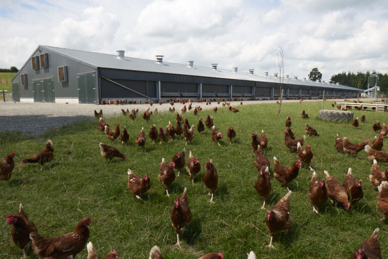 New in-lay Salmonella vaccine option welcomed by egg sector