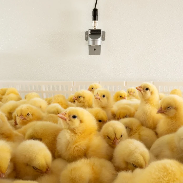 Petersime launches sound monitoring technology for hatchers