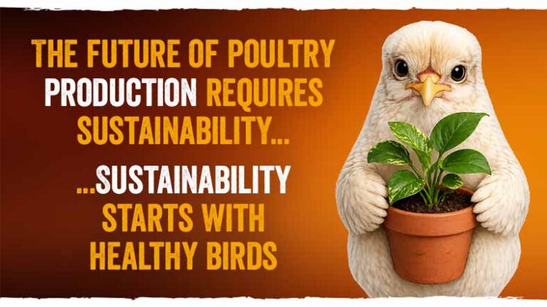 Make poultry diets more sustainable without compromising performance