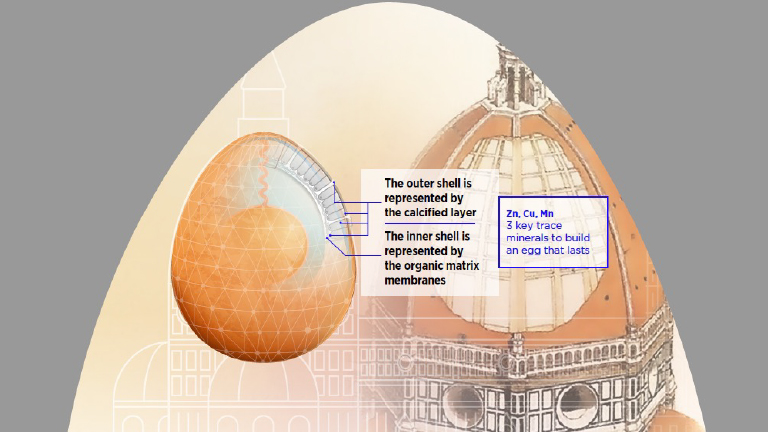 Egg Shell Diagram