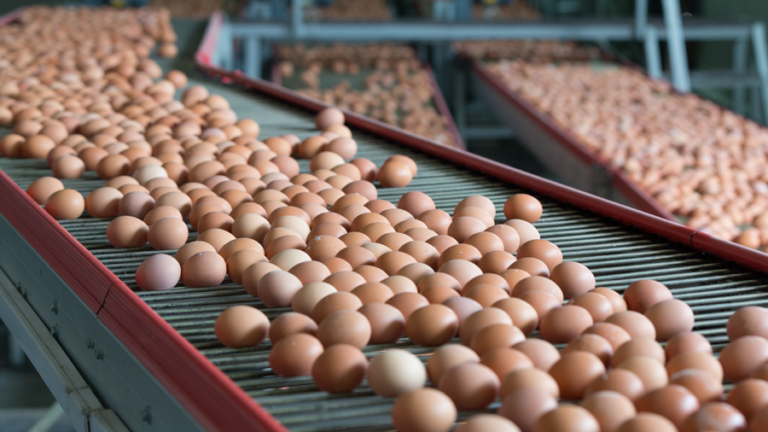 Why Some Flocks Produce More Saleable Eggs Than Others. Lifetime Eggshell Quality Starts with Trace Minerals.